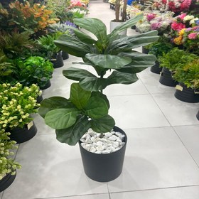 تصویر درختچه مصنوعی فیکوس 