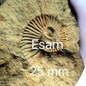 تصویر بزرکترین فسیل آمونیت هترومورف کامل ایسام و ایران 