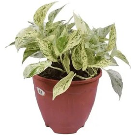 تصویر گیاه پتوس مرمری 