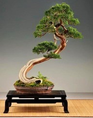 تصویر نگهداری بونسای: 10 نکته ضروری 