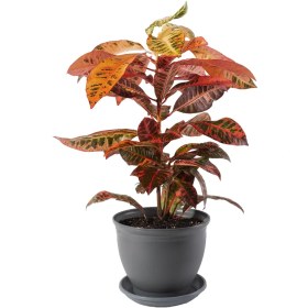 تصویر کروتون 