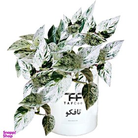 تصویر گیاه طبیعی پتوس تافکو مدل مرمری کد 2060 