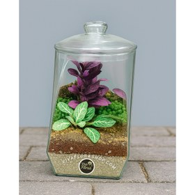 تصویر تراریوم مینیاتور طبیعت 