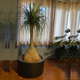 تصویر لیندا ۲ متری با گلدان فلزی کد GS04 