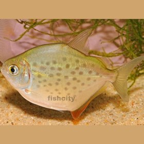 تصویر دالر خالدار 