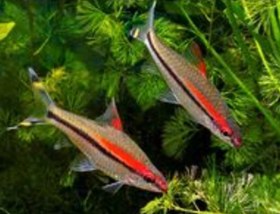 تصویر ماهی ردلاین بارب ۱۲_۱۳ سانت ( پک ۲ عددی) Barb fish Redline