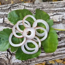 تصویر میوه خشک نارگیل 