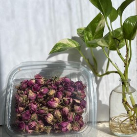 تصویر غنچه گل محمدی 