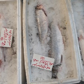 تصویر ماهی سفید درشت انزلی . 