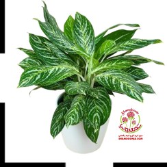 تصویر آگلونما زعفرونی طلایی Aglaonema Golden Madonna