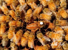 تصویر ملکه نژاد کردوان جفت طبیعی 