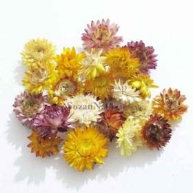 تصویر گل مینا خشک 