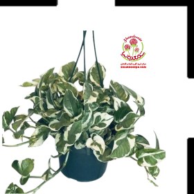 تصویر پیتوس ارتشی ابلق 