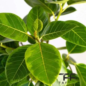 تصویر فیکوس آلتیسما گلآرون 