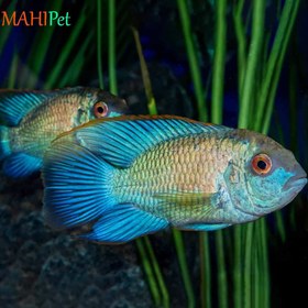 تصویر ماهی سیچلاید بلو آکارا 