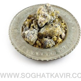 تصویر کندر بنه کرمان کندر درخت بنه درشت آتشی