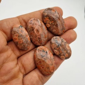 تصویر پک ۵ عدد پاپی جاسپر 