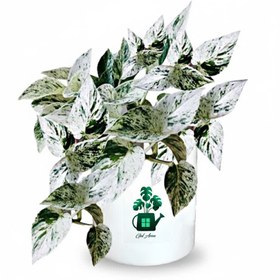 تصویر پتوس مرمری گلآرون 