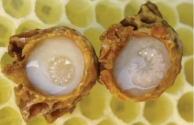 تصویر مکمل رویال ژلی فوراورلیوینگ (ملقب به اکسیر جوانی) Royal Jelly