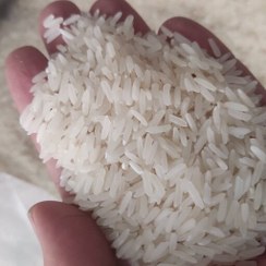 تصویر برنج پرمحصول ندا مازندران صد در صد ایرانی با خرید هر صد کیلو ارسال رایگان در تهران 