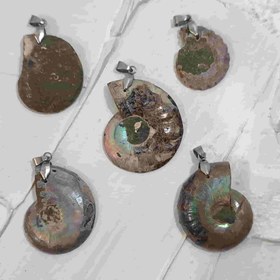 تصویر پک 5 عددی فسیل آمونیت طبیعی اصل کد2 