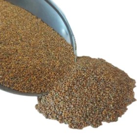 تصویر بذر منداب - 500گرم 