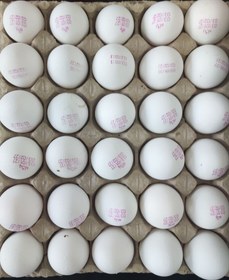 تصویر تخم مرغ سفید درشت 
