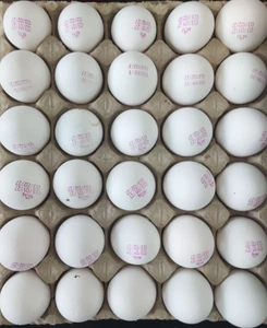 تصویر فروشگاه پخش امیت