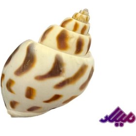 تصویر صدف کد 1170043 