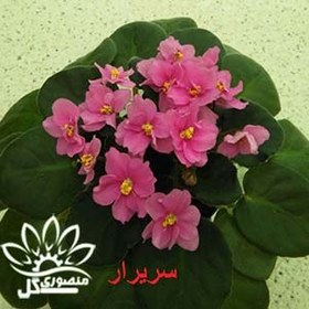 تصویر بنفشه آفریقایی سریرار 