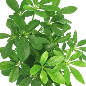 تصویر شفلرا سبز 