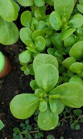 تصویر بذر خرفه - ۵۰ گرم 