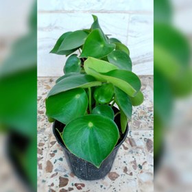 تصویر گیاه پپرومیا قاشقی 