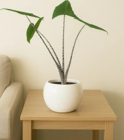 تصویر آلوکازیا زبرینا 