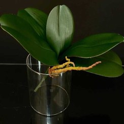 تصویر برگ ارکیده وارداتی 