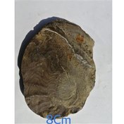 تصویر بزرگترین فسیل سراتیت ایسام با خط درز مشخص 