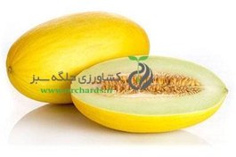تصویر بذر خربزه Bio Seeds 