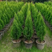 تصویر بذر کاج کامیس نوکدار 