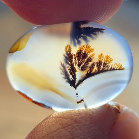 تصویر شجر قائن 