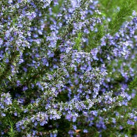 تصویر دمنوش رزماری نیوشا( 12 عددی) Rosemary