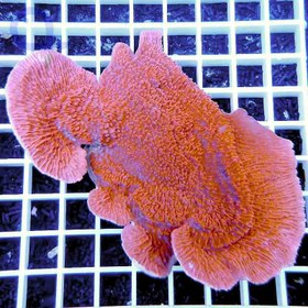 تصویر مرجان مونتیپورا نارنجی montipora capricornis orange