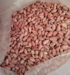 تصویر بادام زمینی آستانه اشرفیه Astaneh Ashrafieh Peanuts