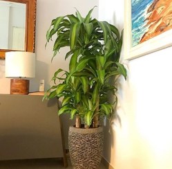 تصویر خرید دراسنا بلالی برای طراحی فضای داخل دفتر 