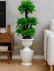 تصویر درختچه آپارتمانی با ساقه چوب طبیعی 