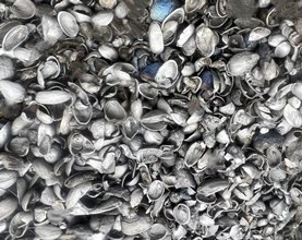 تصویر کربن پسته 