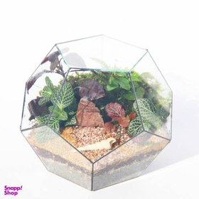 تصویر تراریوم مدل رویا 