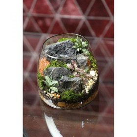 تصویر تراریوم دواکوا 