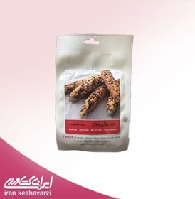 تصویر ذرت رنگی 60 