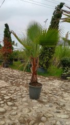 تصویر درخت پالم واشینگتن (Washingtonia Palm) 
