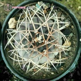 تصویر بذر ژمینو کاکتوس میکس 5 عددی 